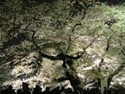 千鳥ケ淵、桜のライトアップに長蛇の列－最大1時間半待ちも