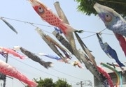 公園の80匹のこいのぼり－今年は旧・四谷第三小の卒業記念品も