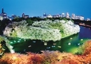 千代田区の桜写真コンクール結果発表－グランプリは千鳥ケ淵の夜景