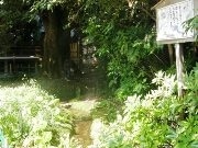 今年も都心の神社境内に「ホタル」の姿－限定「ほたる守り」も