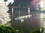 桜の名所、ライトアップは太陽光発電で－千鳥ケ淵に設置へ