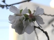 千代田区麹町のオフィス街にある1本の「冬桜」、今年も開花