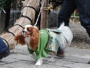 市谷亀岡八幡宮で「ペットの成人式」－梅宮アンナさんも愛犬と参加