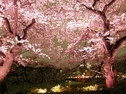 桜の名所・千鳥ヶ淵、今年はエコなライトアップ－消費電力90％削減