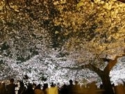 満開が遅れた東京の桜、ようやく多くの花見客－千鳥ケ淵の夜桜