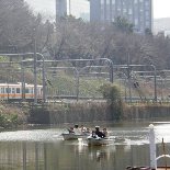 都心の水辺にホタル舞う－外堀の人気カフェでヘイケボタル確認