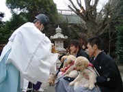 高まるペット熱－市谷亀岡八幡宮で「ペットの七五三」受け付け開始
