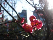靖国神社境内の「紅梅」が開花－「白梅」のつぼみもふくらむ