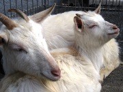 都心の公園に25種の動物－四谷・三栄公園で「ふれあい動物園」