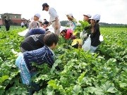 イトーヨーカ堂、農業事業「セブンファーム」を全国に拡大