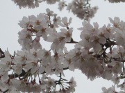 千鳥ケ淵緑道の「荘川桜二世」が開花－ソメイヨシノもつぼみふくらむ