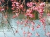 千代田区さくら写真コンクール「区長賞」