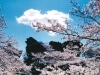 千代田区さくら写真コンクール「準グランプリ（その1）」