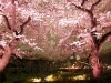 ライトアップされた千鳥ケ淵緑道の桜