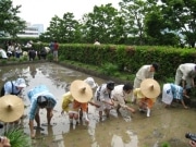 六本木ヒルズの屋上庭園に「イセヒカリ」を田植え－式年遷宮PRで