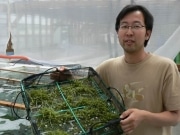 志摩で「海ぶどう」の養殖にチャレンジ－本州で最北