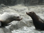 キスを求める「ロゼ」に固まる「キンタ」－鳥羽水族館にトドのカップル誕生