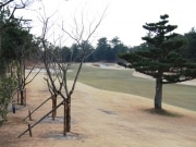 7番ホールに桃の木植樹－上田桃子選手・アルバトロス達成記念で