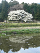 樹齢350年の志摩の「一本桜」が満開－「家建の茶屋跡の大島桜」