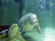 「大人の水族館」に宿泊－鳥羽水族館で「ジュゴンキャンプ」