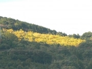 南伊勢町の山の上に黄色の大きな四角の模様－絶景の地にイチョウ並木
