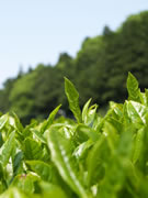 無農薬有機栽培の伊勢茶を作る「豊翠園」－五十鈴塾特別講座で見学