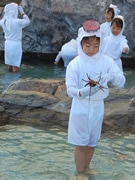 純白の磯着姿のかわいい海女さん、伊勢エビのつかみ捕り－伊勢エビ漁解禁で