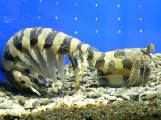 「世界最大のシャコ」全国の水族館でひっぱりだこ－志摩マリンランドでも