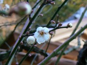 真珠王・御木本幸吉の妻「うめ」の墓に「梅」の花咲く－伊勢朝熊山・金剛証寺