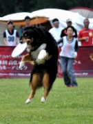 鳥羽で「ディスクドッグ」日本一決定戦－「ワンDAY！～犬と遊ぶ休日」