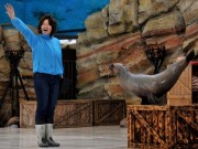 鳥羽水族館・水中入社の新人トレーナー、念願のアシカショーデビュー