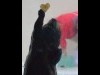 鳥羽水族館のラッコの「ロイズ」ハートのイカにジャンプ