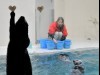 鳥羽水族館のラッコの「ロイズ」ハートのイカにジャンプ