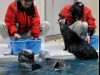 鳥羽水族館のラッコの「ロイズ」ハートのイカにジャンプ