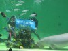 海草ケーキに大喜び？のジュゴンの「セレナ」