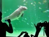 鳥羽水族館の人気者ジュゴンの「セレナ」
