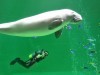 鳥羽水族館の人気者ジュゴンの「セレナ」