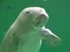 鳥羽水族館の人気者ジュゴンの「セレナ」