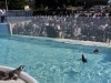 ペンギンが泳ぐ水槽の前で入学式「代々木高校」