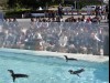 ペンギンが泳ぐ水槽の前で入学式「代々木高校」