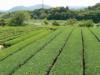無農薬有機栽培の伊勢茶を作る「豊翠園」－五十鈴塾特別講座で見学