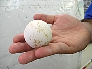 黒島でウミガメの産卵を確認－7月には赤ちゃん誕生か