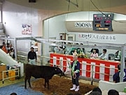 八重山で牛の初競り、石油価格の高騰受け価格は低調