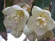 沖縄で初めて「ドリアン」の花が開花－果実の収穫にも期待