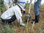 サンゴを守る月桃300株を植え付け－WWFジャパン会員エコツアーで