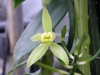 八重山農林高校でバニラの花咲く