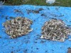 八重山JC、「ばがー島クリーンアップ運動」スタート－ロッテ3選手も参加