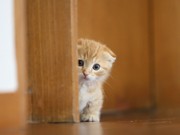 短い足で人気の猫「マンチカン」とらえた写真展－自由が丘のギャラリーで