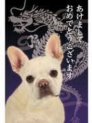 愛犬写真でユニークな年賀状作り－自由が丘でペット写真家が撮影会