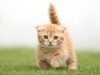 短い足の猫「マンチカン」の子猫をとらえた写真展